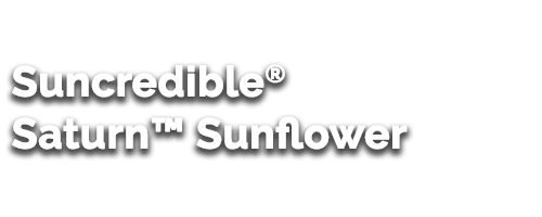 Suncredible® Saturn™ Sunflower