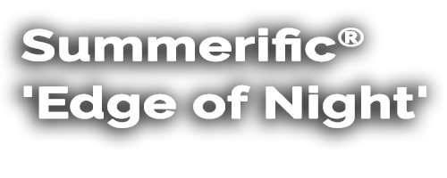 Summerific® 'Edge of Night'