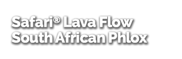 Safari® Lava Flow South African Phlox